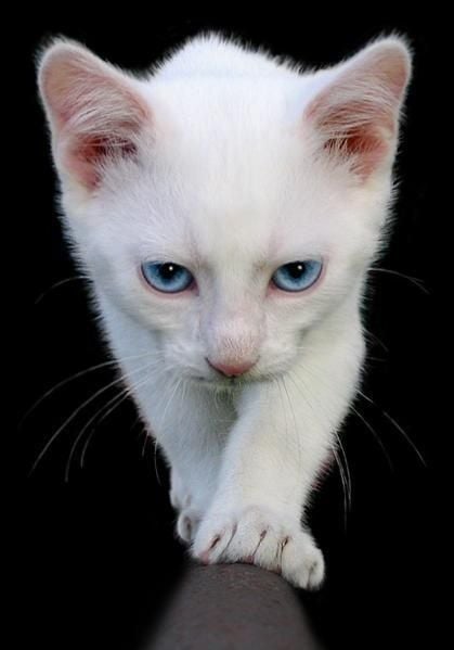 Gatos neutralizam as Energias Negativas
