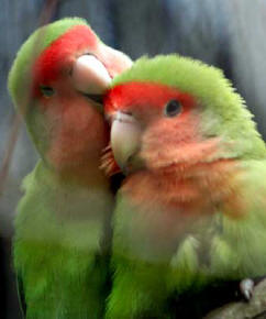 O Amor que Somos