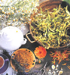 Introdução à Cura com Plantas Medicinais do Cerrado