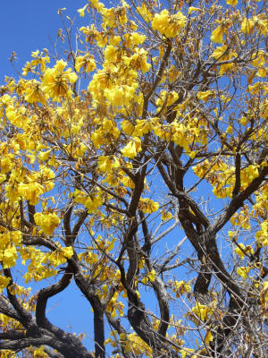IPÊ AMARELO / FLORAIS DO CERRADO