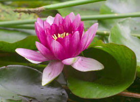 Assim como a Flor de Lotus...