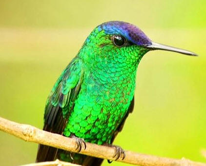 A Índia que virou beija-flor e a prosperidade