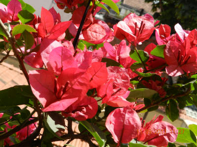 SEMENTES - são as promessas da Primavera!