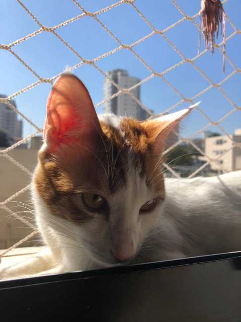 Ronda do Amor, um encontro inesperado