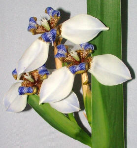 A FLOR DE LIS