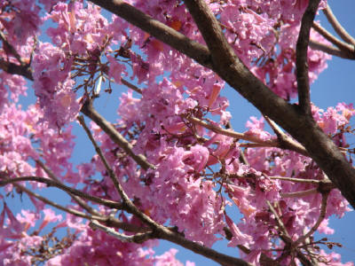 IPÊ ROSA