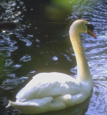 Seja o Cisne