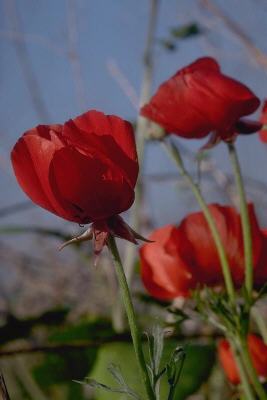 MEDITAÇÃO DA ROSA