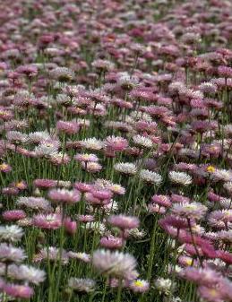 FALANDO DE FLORES