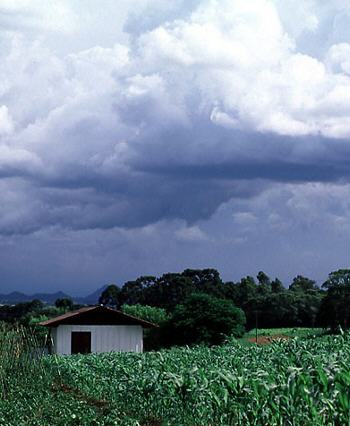 FELICIDADE, CAMPO DE AMOR