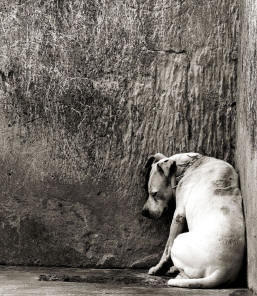 El dolor del abandono