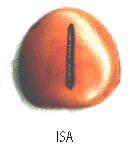 Runas: ISA