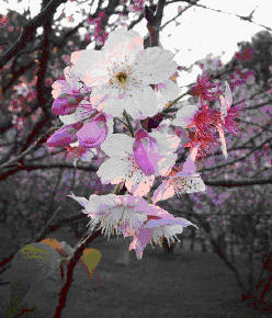 Cerejeira em flor