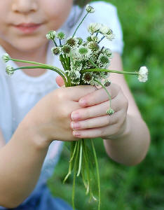 Doenças Físicas e Essências Florais