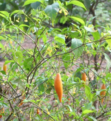 Ibogaína, a planta contra o vício