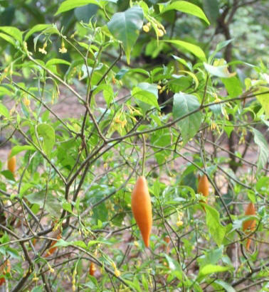 Ibogaína, la planta contra la drogadicción