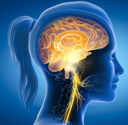 A principal via de comunicação do seu corpo - Parte III