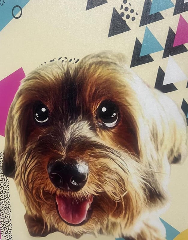 Cão-Universo