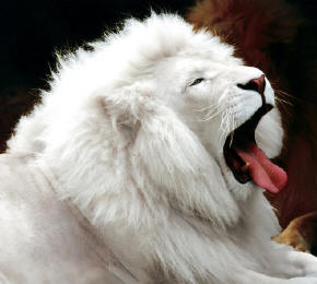 Ho´oponopono  y el león blanco...