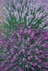 Lavanda - Lavender - Lavandula Officinalis