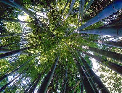 CORAÇÃO DE BAMBU