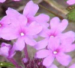 A BELEZA DAS FLORES EM NÓS