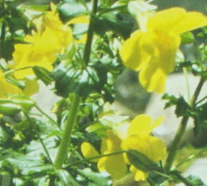 COMO SUPERAR O MEDO USANDO A ESSÊNCIA FLORAL MIMULUS