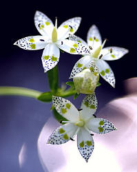 Essências Florais e Rinite Alérgica
