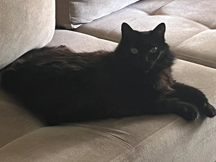 Angel era uma gatinha? No! Era uma deusa egpcia que reinou em seu Palcio, a minha casa.... veja mais.