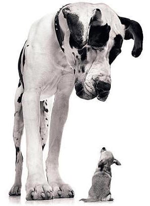 O CÉREBRO TRIUNO EM ANIMAIS: UMA PERSPECTIVA AMPLIADA NA COMPREENSÃO E COMUNICAÇÃO