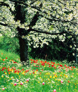 Flores na janela