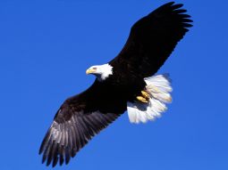 A próxima eleição norte-americana 
