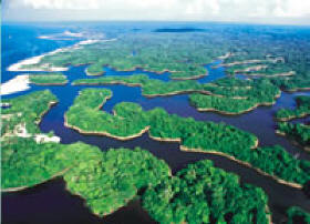  Bem no coração da Selva II