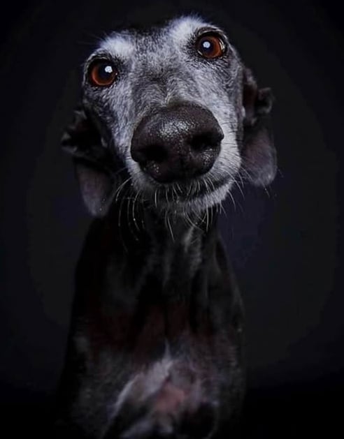 Foi um cão