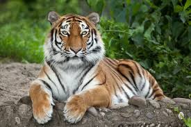 Liberte o tigre