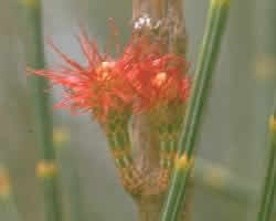 flor