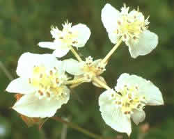 flor