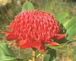 flor